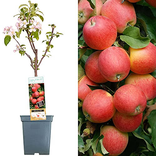 Collection d'arbres fruitiers pour patio | Fruits variés | Idéal pour petits jardins | 2-3 pieds