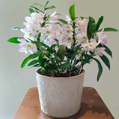 orchidea Dendrobium da ufficio selvaggi balcone scalatrici resistenti acquistare semi decorazione semi balcone 150pcs
