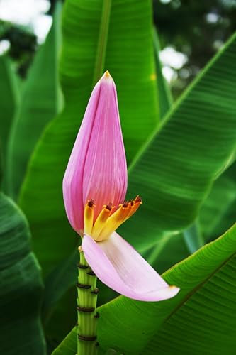 Seedeo Kenia - Banane (Musa velutina) 6 Samen