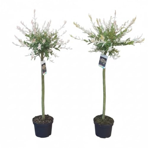 Harlekinweide - 2 Stück, Salix Hakuro Nishiki, 100-110 cm | Zier-Stämmchen, Weißbuntes Laub, Für Garten, Terrasse und Balkon