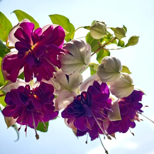 fucsia semi pendenti semi biologici per aiuole, arbusti resistenti di fucsia ornamentali, decorazioni 150pcs