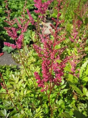 Zwerg-Prachtspiere Pumila - Astilbe chinensis var. Pumila