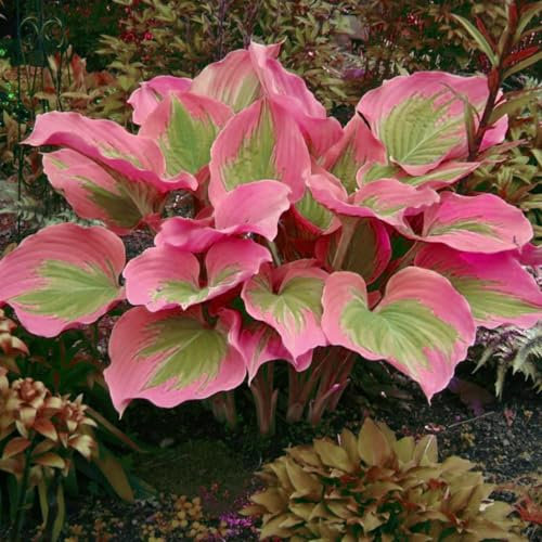 Hosta Planta Rizoma De Hosta, Novato, JardíN, Bulbo Di Hosta, Hojas Grandes Tolerantes Al FríO-Tolerantes A La Sombra-Exteriores, Hosta Pianta, Calas Gigantes Bulbos De Calas,-4bulbos-A