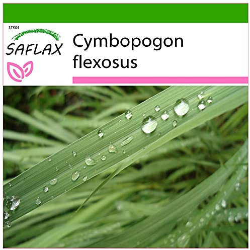 SAFLAX - Kräuter - Zitronengras - 50 Samen - Mit keimfreiem Anzuchtsubstrat - Cymbopogon flexosus