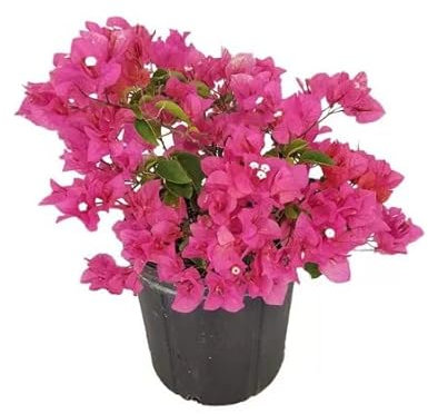 Bougainvillea | DECOALIVE | Planta de Exterior con Flor en Temporada | Planta Trepadora Natural
