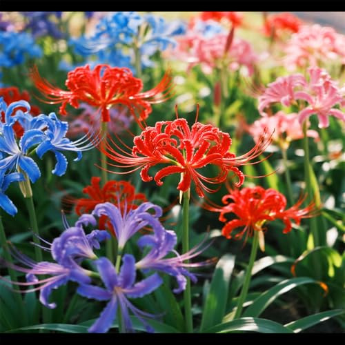 Lycoris rossa/Varietà classica/Facile da coltivare/Decorazione per giardini e balconi-2 PCS-B