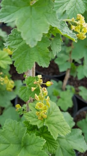 Ribes rubrum 'Rovada' / Groseillier à grappes rouges/Conteneur de 2 à 2.9 litres/Petit-fruit