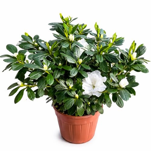 Azalea da Esterno in Vaso 18cm | Pianta Sempreverde Acidofila Prodotte in Italia | Fioritura Febbraio-Maggio |Altezza 45 cm | Vaso Riciclato (Rosa sfumato)