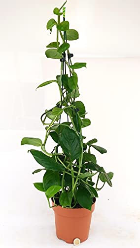 POWERS TO FLOWERS - PHILODENDRON, PHYLODENDRON, MONSTERA FRIEDRICHSTHALII, pianta vera