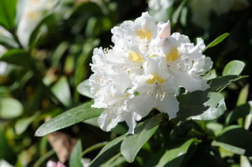 1 x Rhododendron 'Cunningham's White' 30-40cm Tall in 5L Pot