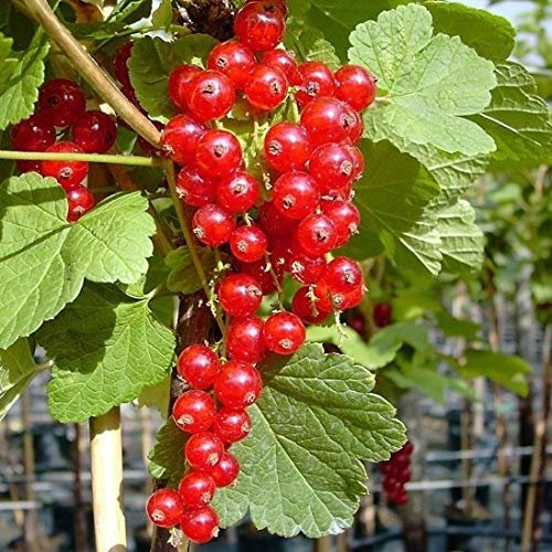 Johannisbeere Jonkheer van Tets Busch im 3 Liter Topf