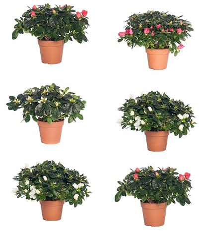 Seis Unidades de Rhododendron - Azaleas Naturales - Plantas de Exterior