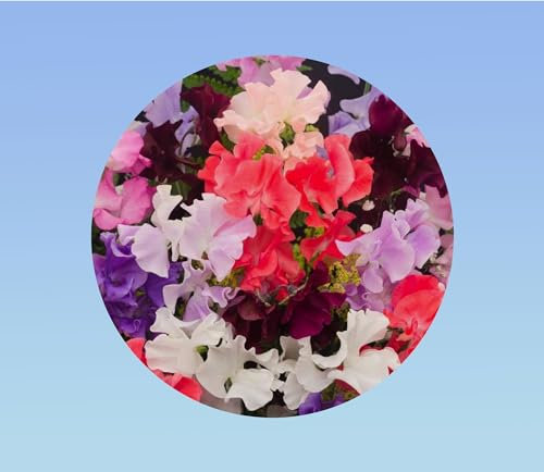 50 graines Pois senteur - spencer varié