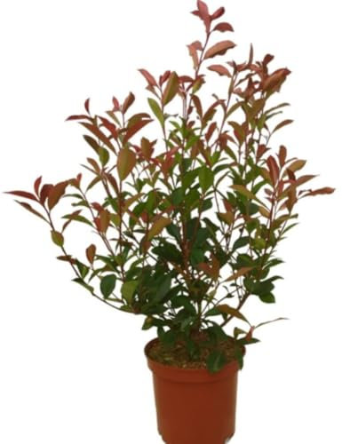 Planta natural Photinia Red Robin, 40-50 cm. Arbusto de hojas rojas, ideal para setos y jardines decorativos. Segura Garden.