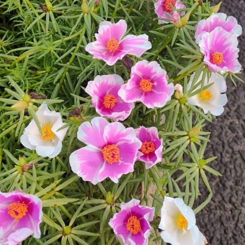 rosa Portulaca de balcón trepadoras raras resistentes pleno sol. Cubresuelos resistentes decoración sala estar 520Semillas