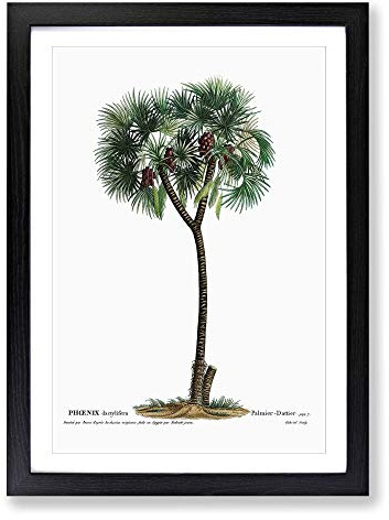 Date Palm Tree by Pierre-Joseph Redoute Framed Print | A2 Black Framed Wall Art | Ready to Hang | Modern Floral Picture | Living Room Bedroom Lounge Office