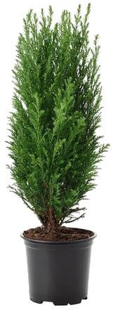 Ciprés Natural - Árbol de Exterior - Fácil de Cuidar