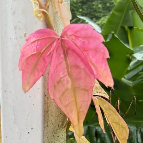 acquistare semi di vite selvatica, luoghi soleggiati Semi di vite americana - verdi decorazione da giardino per decorative da esterno vecchie 350pcs
