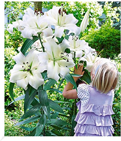 BALDUR Garten Tree-Lily Pretty Woman 3 Zwiebeln Baumlilien Lilium Hybride Lilien Zwiebeln winterhart duftend, Blumenzwiebeln, pflegeleicht, Wasserbedarf gering, blühend