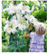 BALDUR Garten Tree-Lily Pretty Woman 3 Zwiebeln Baumlilien Lilium Hybride Lilien Zwiebeln winterhart duftend, Blumenzwiebeln, pflegeleicht, Wasserbedarf gering, blühend