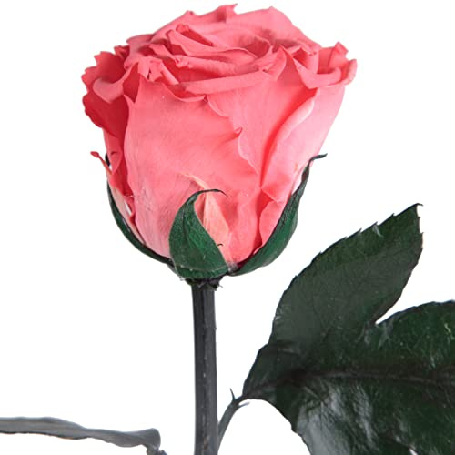 Infinity Rose Korall-Rot - echte Rose mit Stiel konserviert 45-50cm lang haltbar 3 Jahre - rote Deko Geschenke für Freundin zum Geburtstag Frauen Geschenke für Sie (Korall)