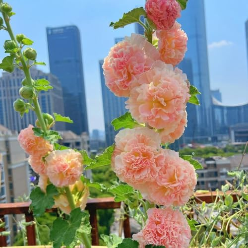 semillas de malva real - malvas reales ornamentales lugares soleados malva loca Decoraciones otoñales un jardín resistente macizo de silvestres exóticas 950semillas