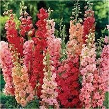 Rittersporn F1 Rot, Riesen Delphinium - frosthart