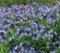 Blue Star vivace 15 graines - Amsonia