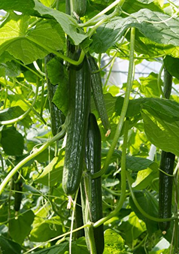 Seedeo® Salatgurke Shintokiwa (Cucumis sativus L.) 20 Samen BIO