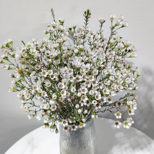 Chamelaucium uncinatum - garten blumensamen mehrjährig winterhart seltene alte sorten für draußen winterhart exotische 50Samen