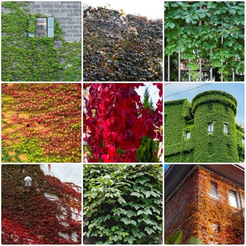 Parthenocissus tricuspidata, Wilder Wein Winterhart, balkonblumen kletterpflanzen rankpflanzen 450Samen