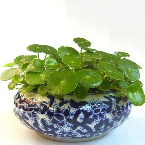Aamish 100pcs Aquarium Plants Penny Grass Seeds