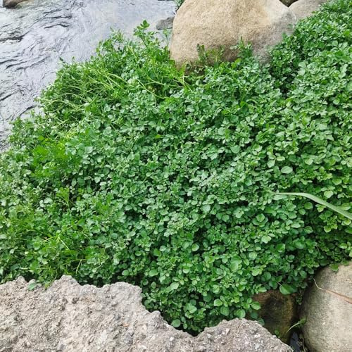 semillas de berros orgánicos - balcón resistentes jardín 220pcs