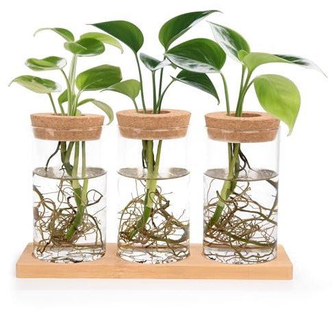 Songella Ableger Pflanzen Glas Propagation Station mit Holzdeckel Tablett Hydroponische Vase Anzuchtstation 3 Stück für Hydrokultur Pflanzen