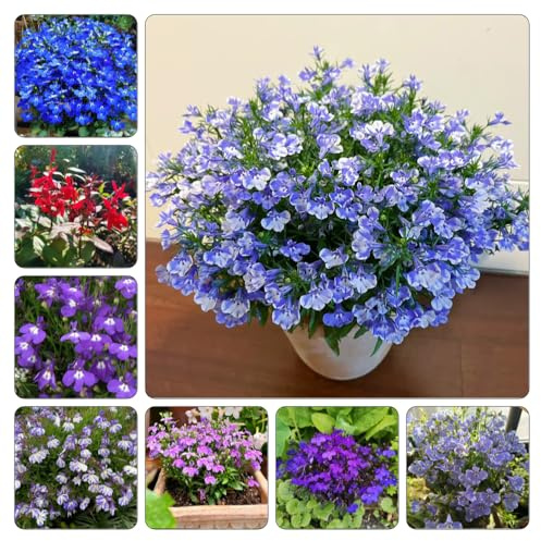 männertreu - gartendeko für draußen kräuterpflanzen gartenblumen balkonpflanzen kletterpflanzen steingartenpflanzen herbst deko winterharte garten bio balkon blumendeko 150samen