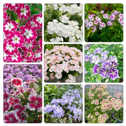 Phlox de alfombra - flox subulata de balcón exóticas 1200semillas