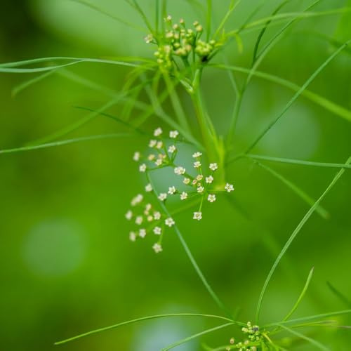 cerfoglio per giardino di aromatiche da interno aromatiche da giardino organiche per la copertura del terreno d'appartamento rare Semi di, resistenti in 50semi