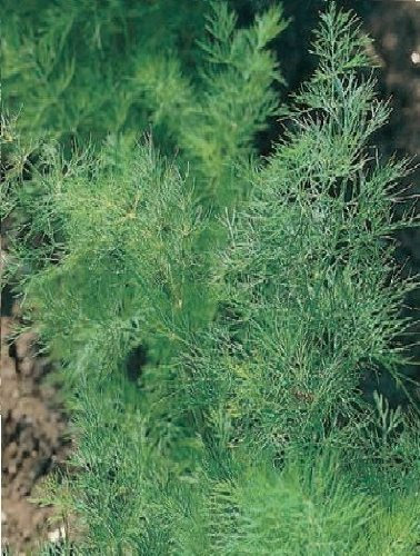 Just Seed - Herb - Dill - Anethum graveolens - 2500 Seeds - Economy Pack