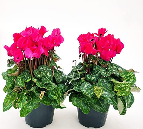 POWERS TO FLOWERS - CICLAMINO SUPERSERIE ROSA INTENSO, FIORITURA EXTRA, 2 PIANTE, VASO 12CM, piante vere