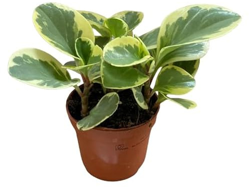 Peperomia Variegata Natural Planta Fácil de Cuidar y Resistente