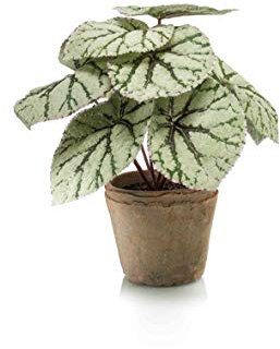 artplants.de Fake begonia rex MEIRA in terracotta pot, green-grey, 10/25cm - Artificial plants/False begonia rex