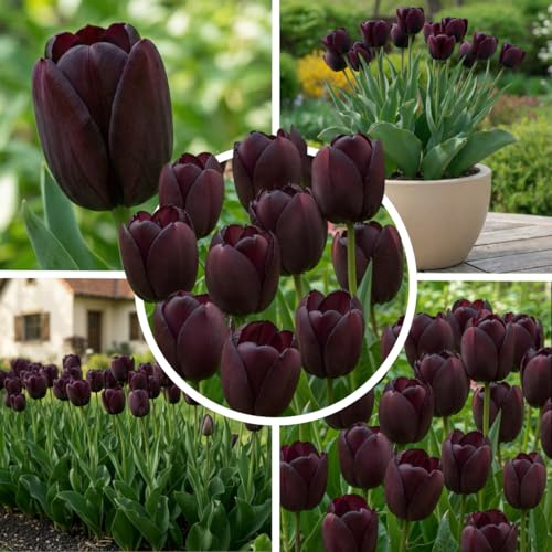 FLORIUM Tulpenzwiebeln Single Black Magic (25 Zwiebeln) Exklusive Schwarze Tulpen aus Holland, Winterhart und mehrjährig für Garten, Töpfe, Balkon aus Amsterdam