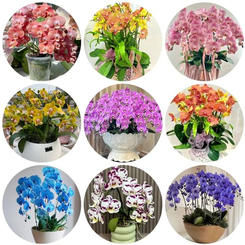 semi di orchidea Phalaenopsis, balcone, perenni resistenti per esotiche vecchie varietà aiuole rialzate da giardino 350pcs