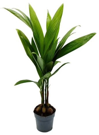 Palma di Betel – Areca catechu – Palma da appartamento – Palma Betel – Vaso da 12 cm