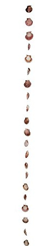 Muschelgirlande Calico Clam natur-rot 200 cm Lang