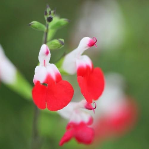 Plant Theory Hot Lips Salvia Sage Perennials Flowering Plants Salvia 2L Pot