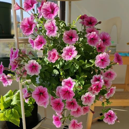 semillas de petunia balcón, petunia híbrida, perennes de petunia colgante de primavera, silvestres Semillas orgánicas para 700pcs