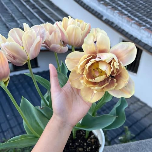 Bulbi di tulipano, bulbi di decorazione floreale resistenti regali per gli amanti del 8pcs