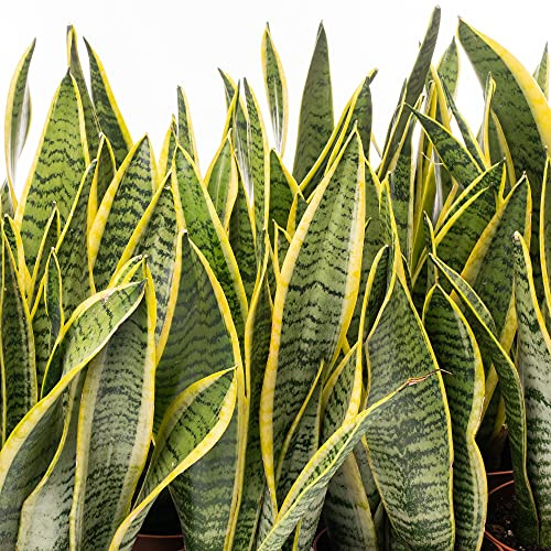 1 X SANSEVIERIA LAURENTII PLANTE SERPENT COLORÉE ARBUSTE D'INTÉRIEUR SAIN EN POT DE 13CM