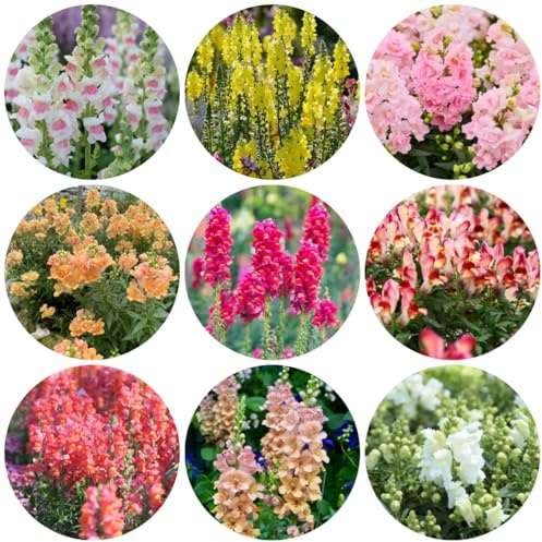 semillas de boca de dragón variedades antiguas, resistentes resistentes de Snapdragon Decoración de jardín para exterior, balcón, 350pcs